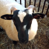 Sheep Show Entry Fee - Group Class