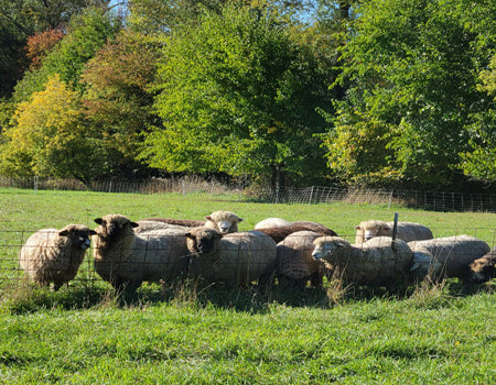 Michigan Fiber Festival Inc.