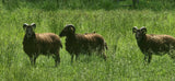 #430  Amy Ross Manko — Sheep School:  The Primitives (spinning)  Half day Saturday pm   $50