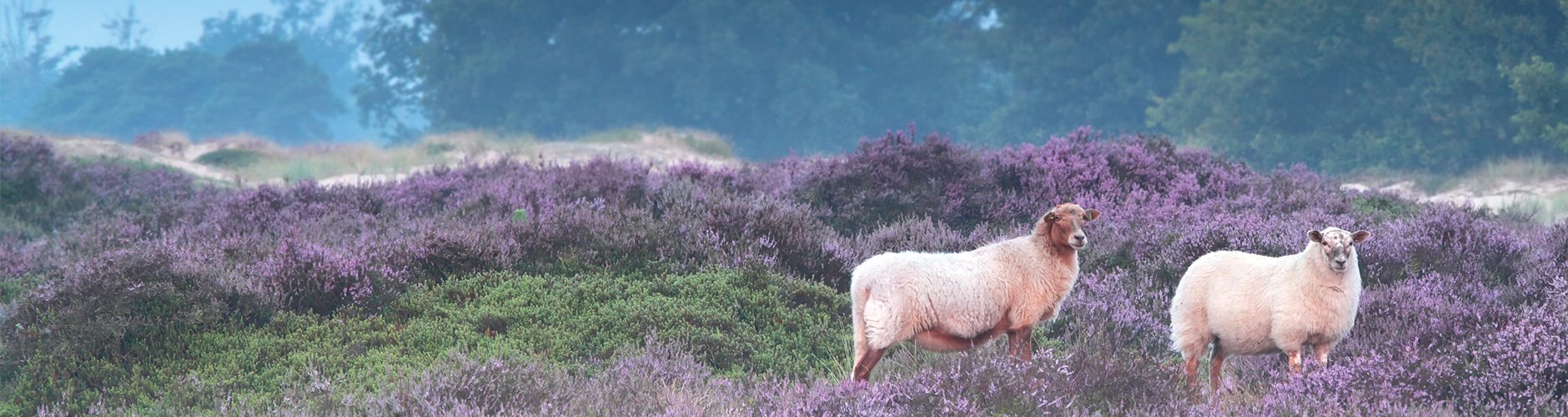 Michigan Fiber Festival Allegan County Fairgrounds Allegan, MI
