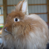 Angora Rabbit Fleece Sale Table