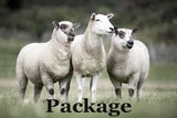 Vendor Advertising Package - Bundle & Save!