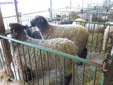 Help Support Michigan Fiber Festival with your Donation